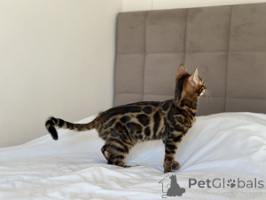 Photo №2 to announcement № 125042 for the sale of bengal cat - buy in United States private announcement, from nursery, breeder