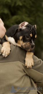 Photo №1. american bully - for sale in the city of Москва | 1661$ | Announcement № 19174