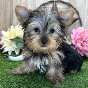 Photo №2 to announcement № 136314 for the sale of yorkshire terrier - buy in Germany 