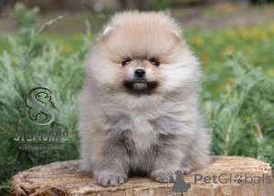 Photo №1. pomeranian - for sale in the city of Loznica | negotiated | Announcement № 149675
