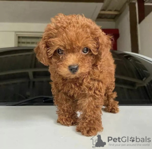 Photo №2 to announcement № 85452 for the sale of poodle (toy) - buy in Saudi Arabia private announcement