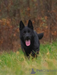 Photo №2 to announcement № 125200 for the sale of german shepherd - buy in Serbia 