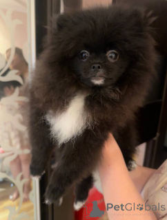 Photo №1. pomeranian - for sale in the city of Mogilyov | negotiated | Announcement № 146654