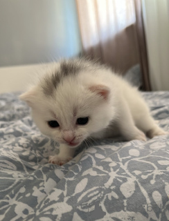 Photo №3. British Cat. Ireland