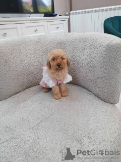 Photo №2 to announcement № 121326 for the sale of poodle (toy) - buy in Serbia 