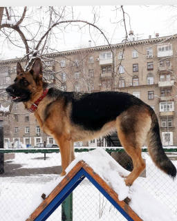Photo №1. german shepherd - for sale in the city of Москва | 200$ | Announcement № 2014
