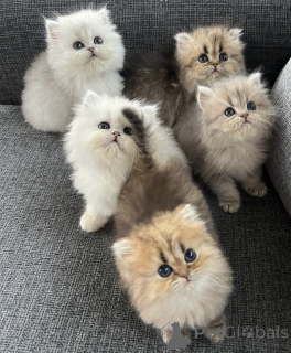 Photo №1. persian cat - for sale in the city of Mannheim | negotiated | Announcement № 158298