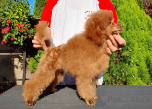 Photo №3. Poodle puppy. Russian Federation