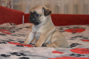 Photo №1. pug - for sale in the city of Москва | 439$ | Announcement № 1993