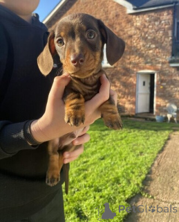 Photo №2 to announcement № 169792 for the sale of dachshund - buy in Sweden 