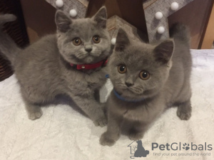 Photo №1. british shorthair - for sale in the city of Trier-Saarburg | 1065$ | Announcement № 11171