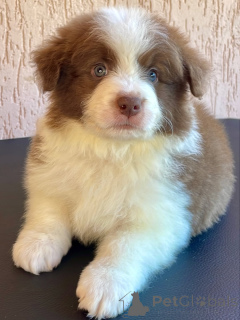 Photo №1. border collie - for sale in the city of Bremen | negotiated | Announcement № 166822