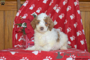 Photo №1. poodle (toy) - for sale in the city of San Francisco | 330$ | Announcement № 63524