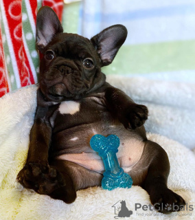 Photo №3. french bulldog,. Germany