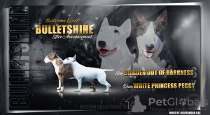 Photo №1. bull terrier - for sale in the city of Москва | negotiated | Announcement № 20324