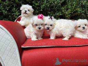 Photo №1. maltese dog - for sale in the city of Dusseldorf | 981$ | Announcement № 161541