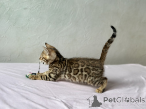 Photo №1. bengal cat - for sale in the city of Boston | negotiated | Announcement № 139148