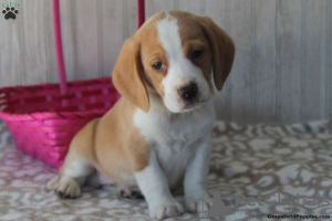 Photo №3. Beagle puppies for sale. United States