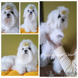 Photo №1. maltese dog - for sale in the city of Kiev | 800$ | Announcement № 159838