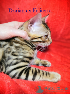 Photo №1. bengal cat - for sale in the city of Nizhny Novgorod | 263$ | Announcement № 8147