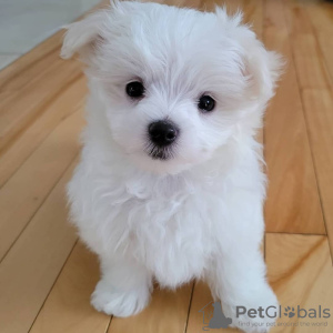Photo №1. maltese dog - for sale in the city of Братислава | Is free | Announcement № 45217