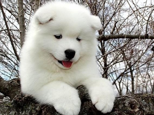 Photo №1. samoyed dog - for sale in the city of Yekaterinburg | 379$ | Announcement № 5816