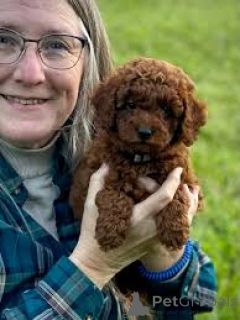 Photo №1. poodle (toy) - for sale in the city of Amsterdam | 723$ | Announcement № 160808