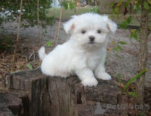 Photo №1. maltese dog - for sale in the city of Амстердам | 371$ | Announcement № 107596