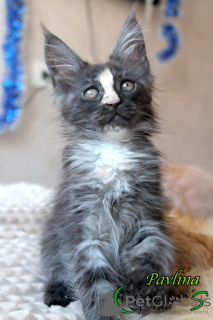 Photo №2 to announcement № 43333 for the sale of maine coon - buy in Russian Federation private announcement, from nursery, breeder