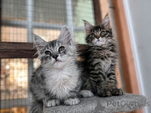 Photo №1. maine coon - for sale in the city of ISManing | 361$ | Announcement № 169558