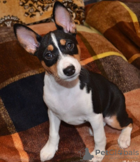 Photo №2 to announcement № 96402 for the sale of basenji - buy in Russian Federation breeder