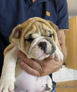 Photo №4. I will sell english bulldog in the city of Belgrade. breeder - price - negotiated