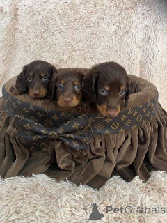 Photo №2 to announcement № 174525 for the sale of dachshund - buy in Serbia 
