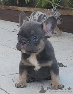 Photo №2 to announcement № 124063 for the sale of french bulldog - buy in Finland private announcement