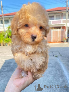 Photo №2 to announcement № 169773 for the sale of poodle (toy) - buy in Sweden 