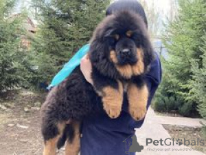 Photo №2 to announcement № 10236 for the sale of tibetan mastiff - buy in Russian Federation from nursery