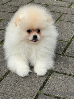 Photo №1. pomeranian - for sale in the city of Cologne | 1902$ | Announcement № 52316