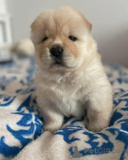 Photo №1.  - for sale in the city of Butzbach | negotiated | Announcement № 167679