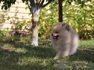 Additional photos: Pomeranian girl, standard