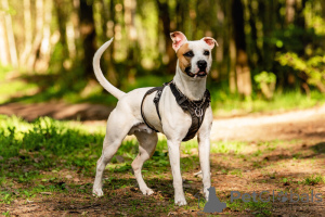 Photo №3. The beautiful dog Darius is in good hands.. Russian Federation