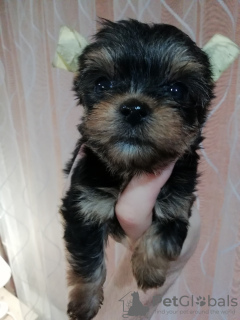 Additional photos: Yorkie/Kawaiiork puppies