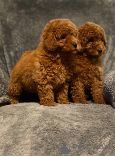 Photo №3. Absolutely Adorable Red Toy Poodles. Slovenia
