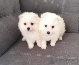 Photo №2 to announcement № 121064 for the sale of pomeranian - buy in Germany breeder