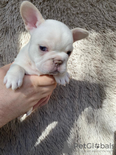 Photo №2 to announcement № 95843 for the sale of french bulldog - buy in Russian Federation breeder
