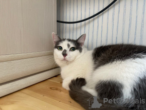 Additional photos: A wonderful young cat Elechka is looking for a home and a loving family!