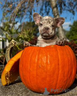 Photo №1. french bulldog - for sale in the city of Munich | 753$ | Announcement № 150637