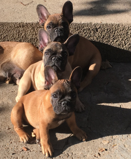 Photo №1. french bulldog - for sale in the city of Belyaevka | 336$ | Announcement № 3665