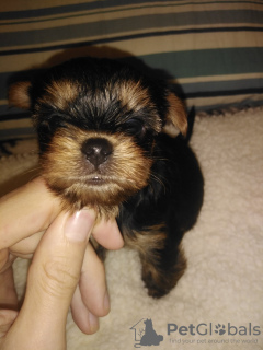 Additional photos: Miniature Yorkie puppies.