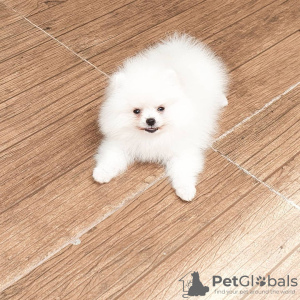 Photo №2 to announcement № 133863 for the sale of pomeranian - buy in Austria private announcement
