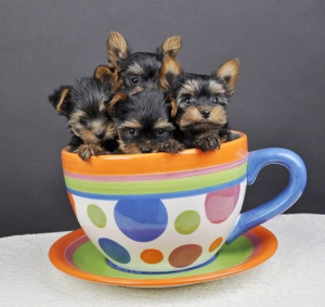 Photo №1. yorkshire terrier - for sale in the city of Warsaw | Is free | Announcement № 4993